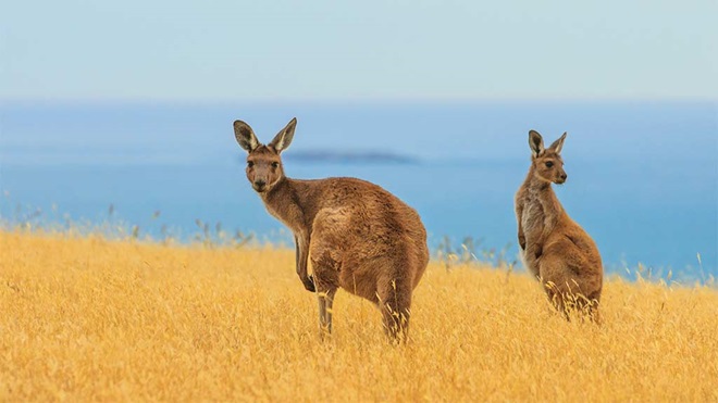 two kangaroos in field near ocean